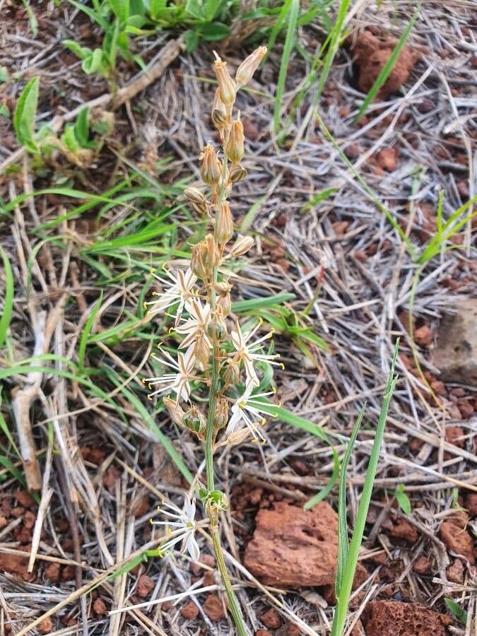 Trachyandra saltii 15