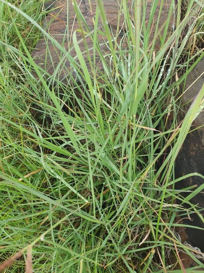 Ischaemum 12