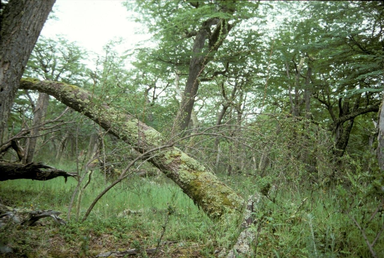 Berberys drobny 11