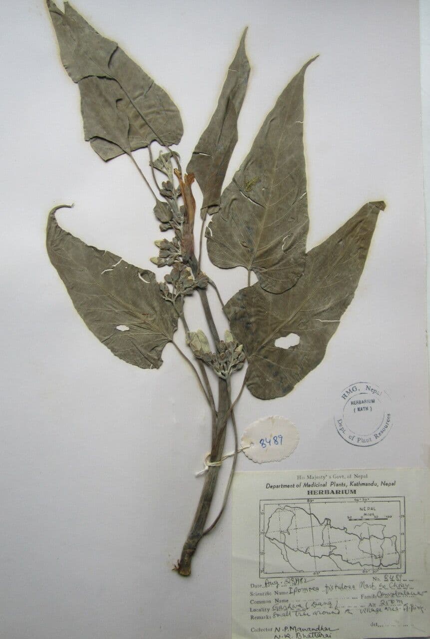 Ipomea carnosa 25