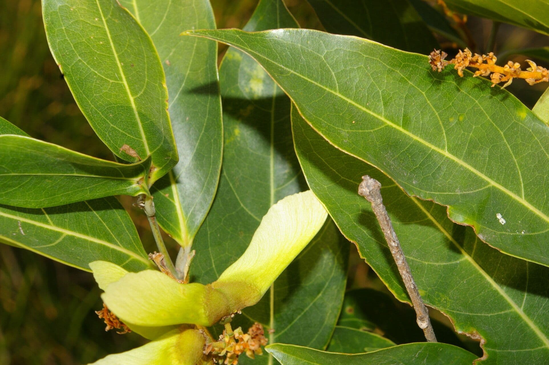 Heteropterys 9