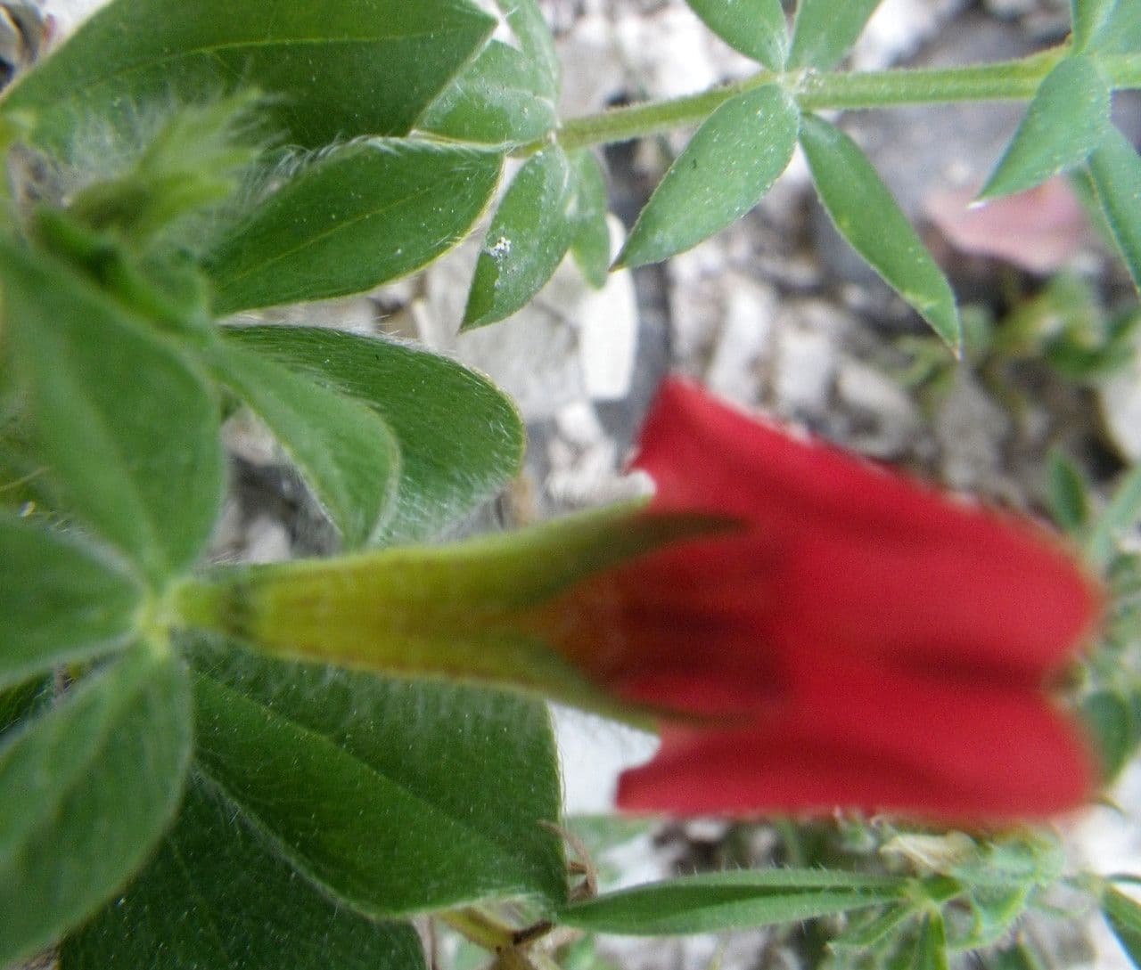Loto violaceo 4