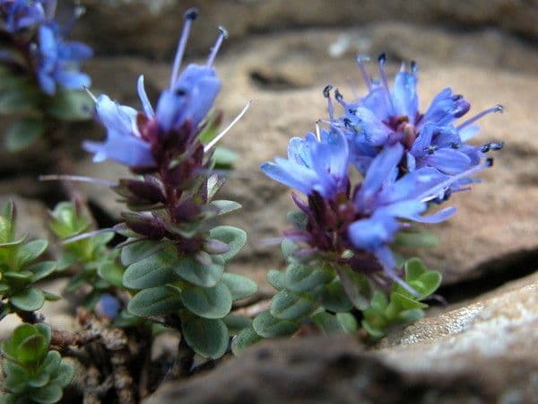 Veronica pirenaica 5