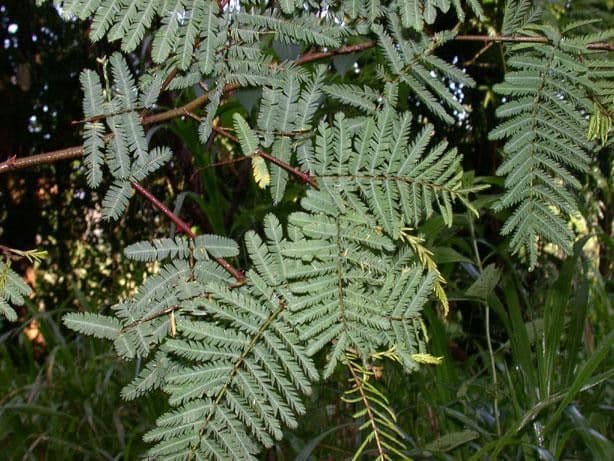 Mimosa 10