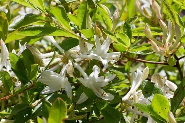 Rododendron 6