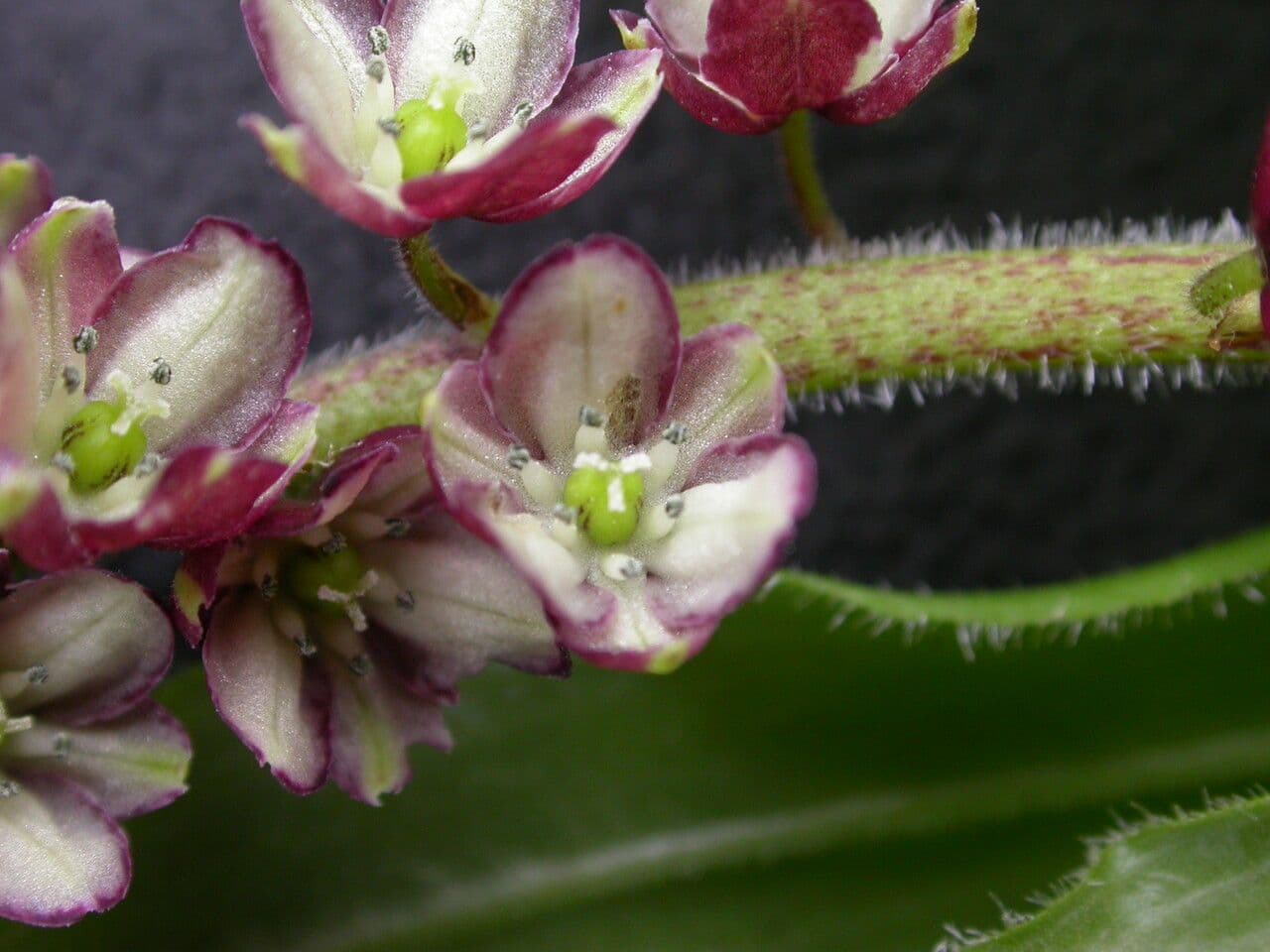 Convalaria morada