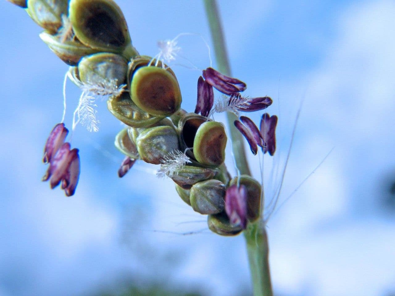 Paspalum plicatulum 5