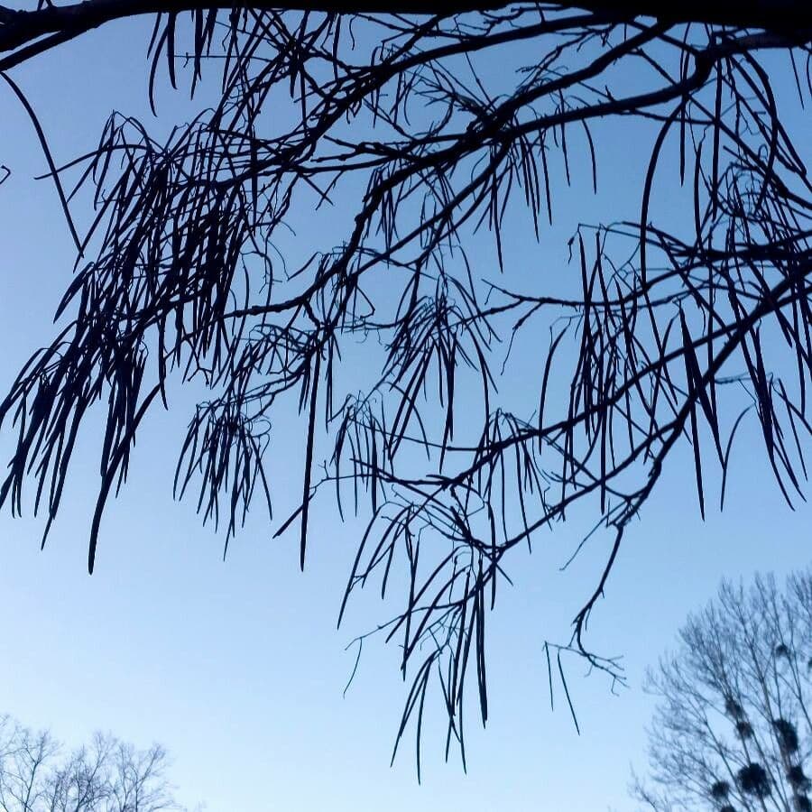 Katalpa vajcovitolistá 3