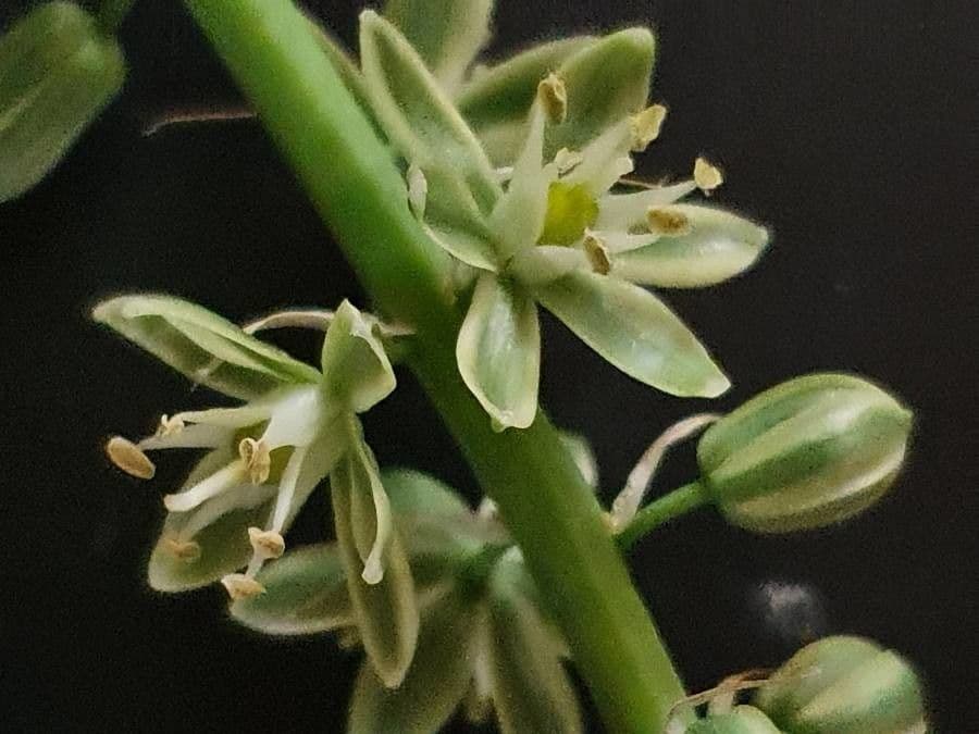 Albuca 2