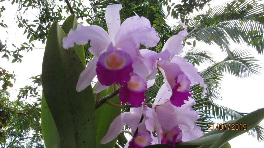 Orchidea di Natale