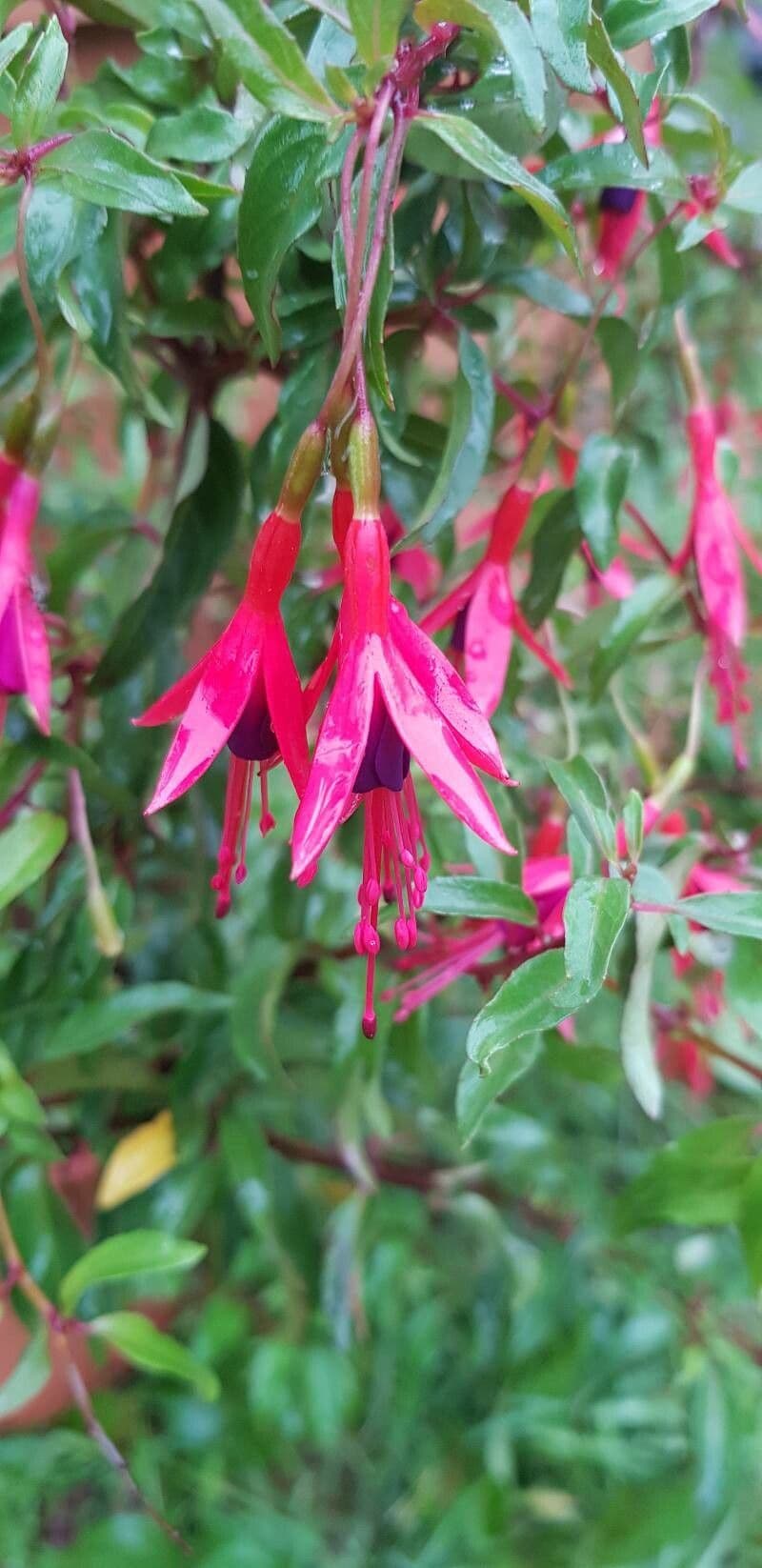 Fuchsia royal 3