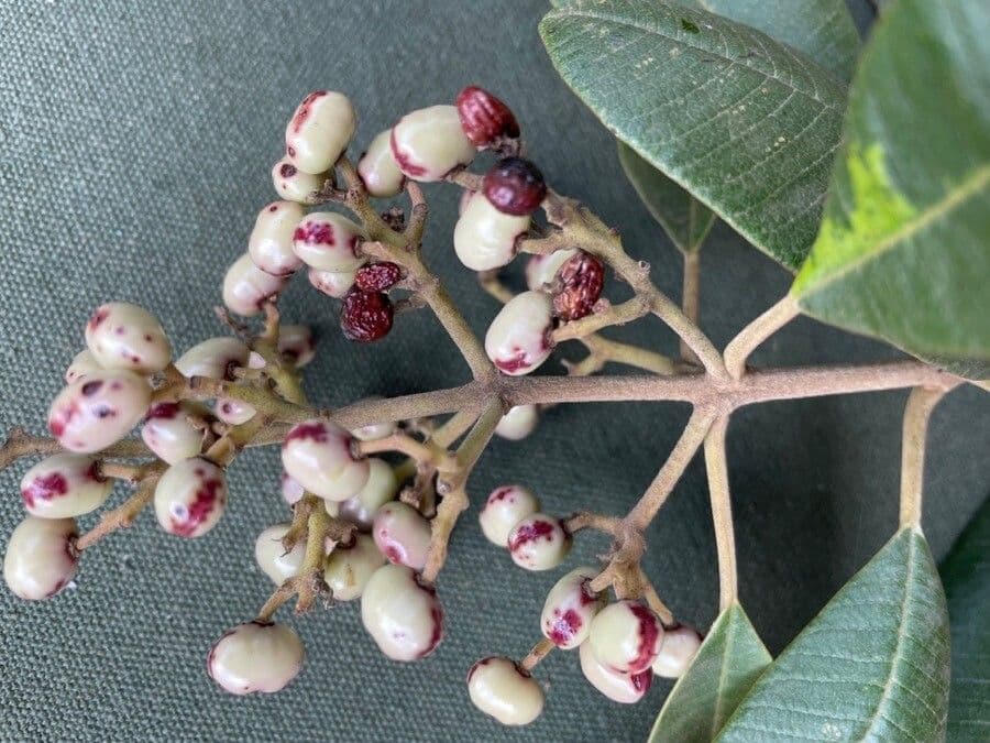 Ozoroa insignis