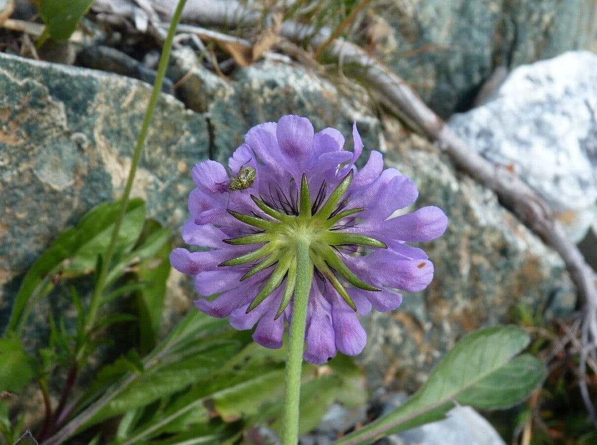 Vedovina lucida 26