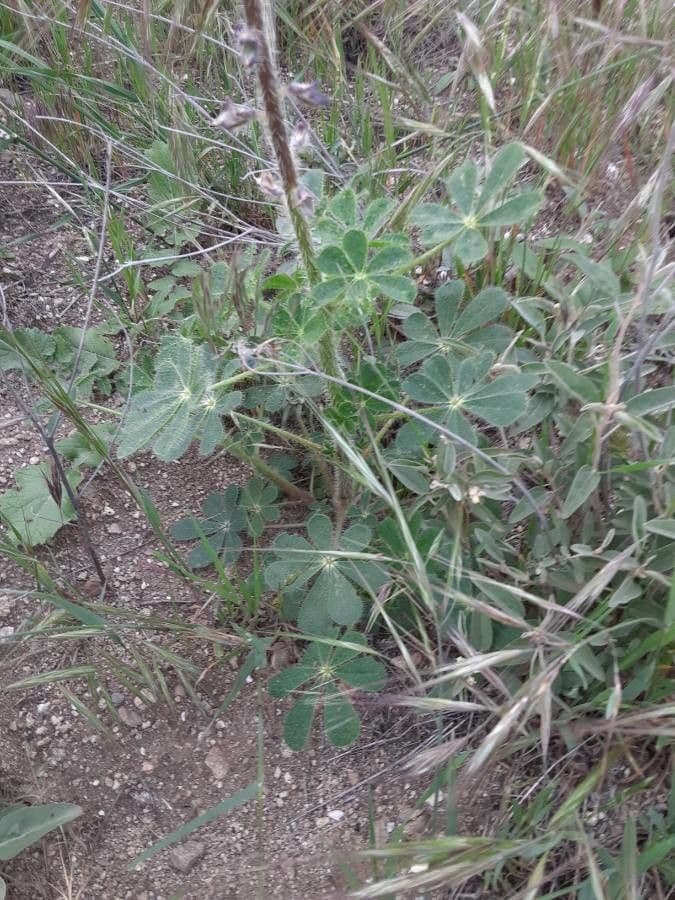 Borstiger Lupine 16