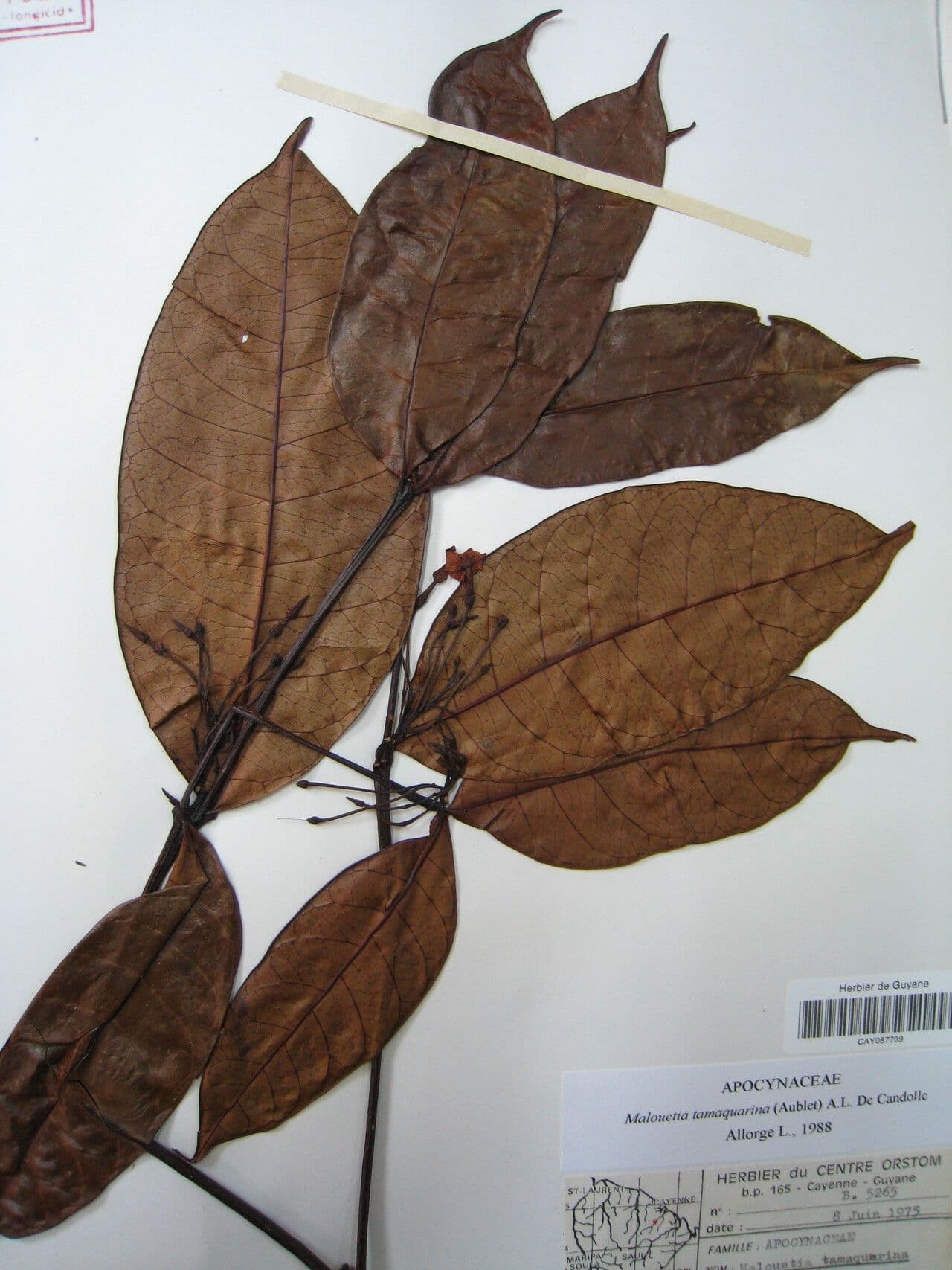 Malouetia tamaquarina