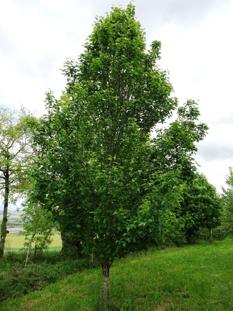 Jarabina brekyňová 15