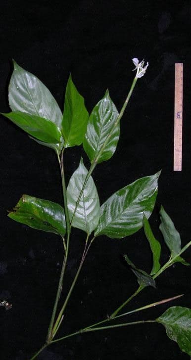 Ischnosiphon 12