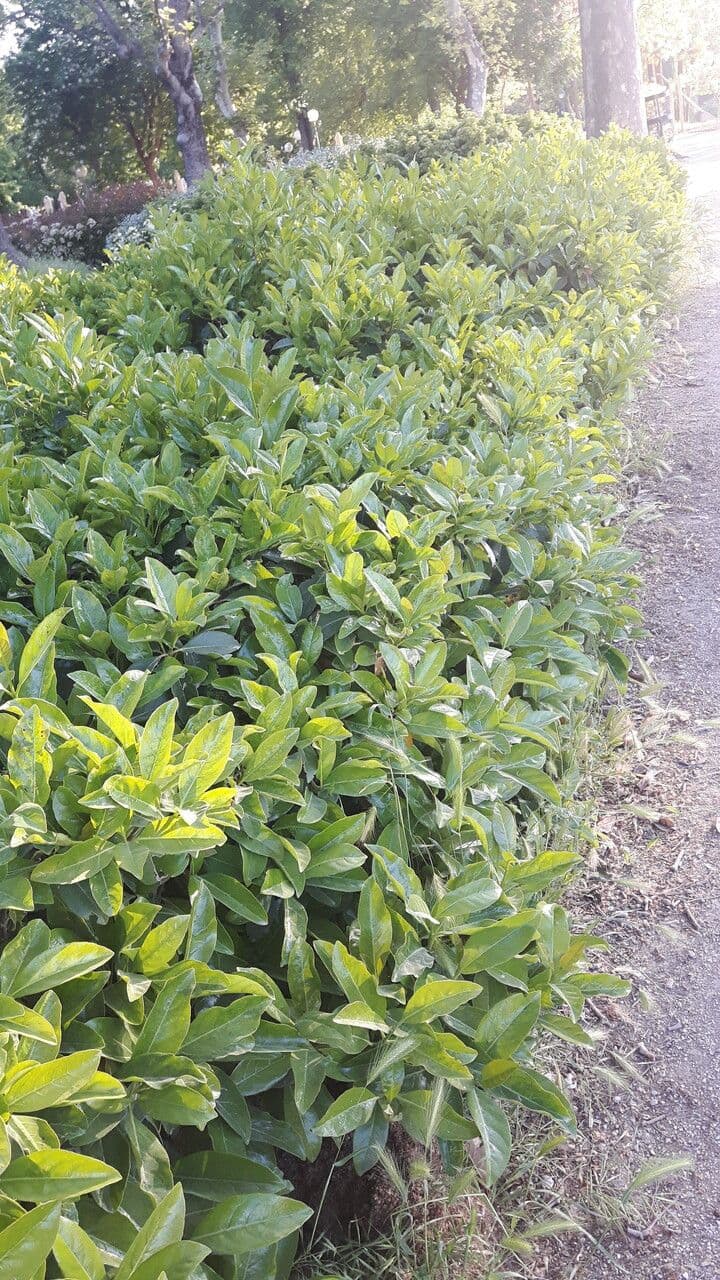Fagraea ceilanica subsp. ceilanica