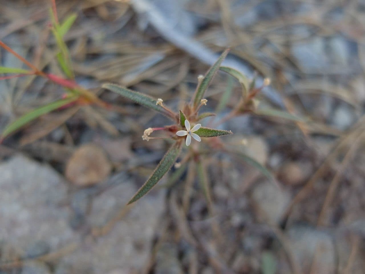 Collomia tintoria 5