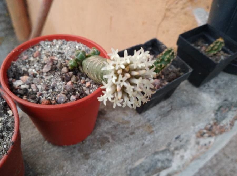 Crassula