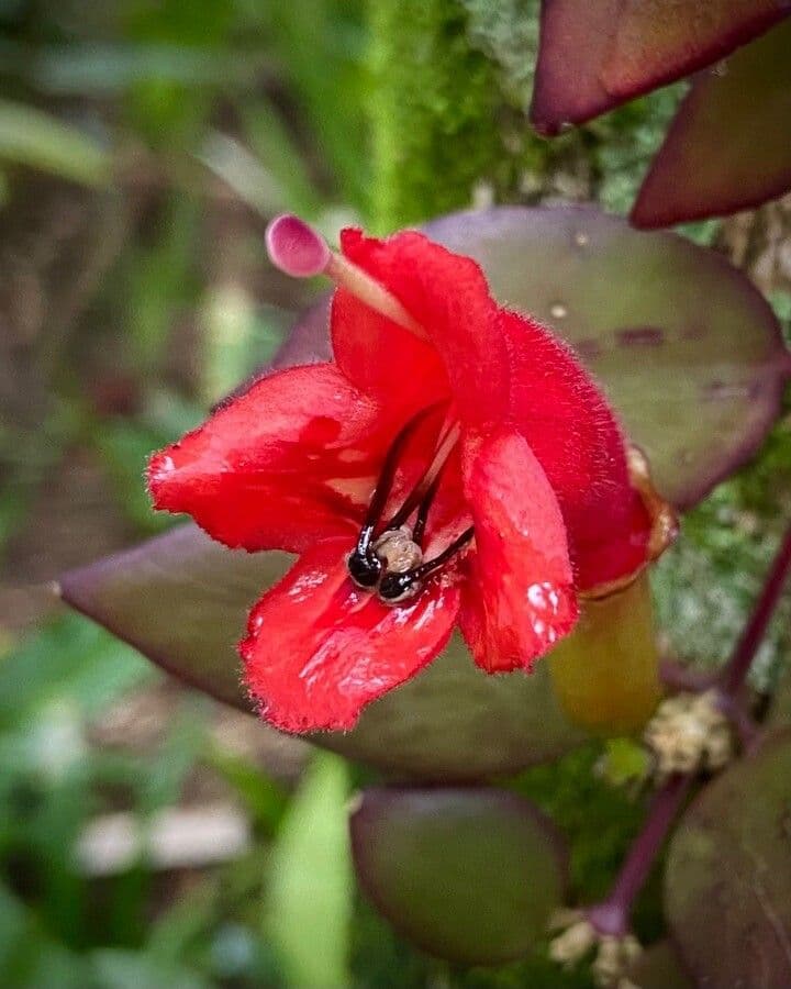 Pianta rossetto 9