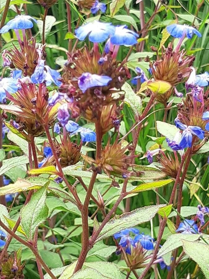 Ceratostigma 23