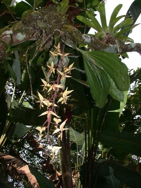 Gongora 23