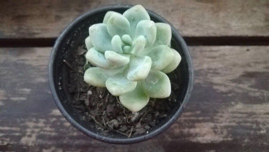 Pachyphytum 11