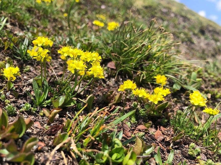 Draba 2