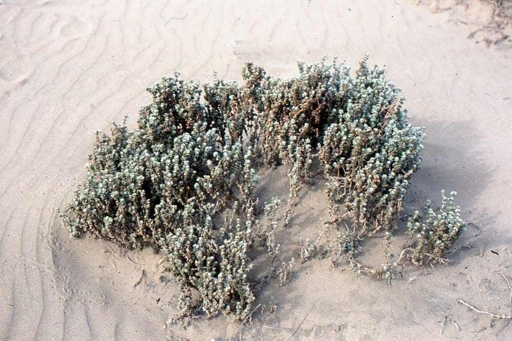 Polycarpaea 7