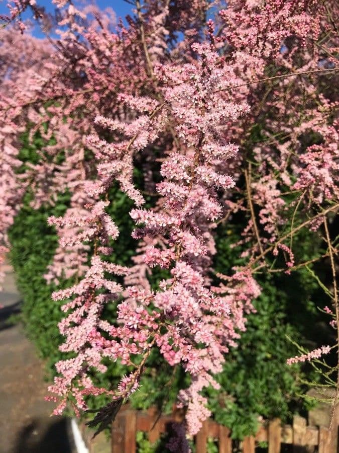 Tamarix parviflora 12