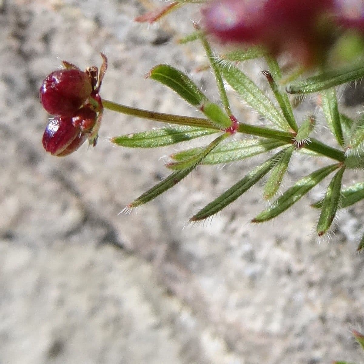 Asperula peluta 18