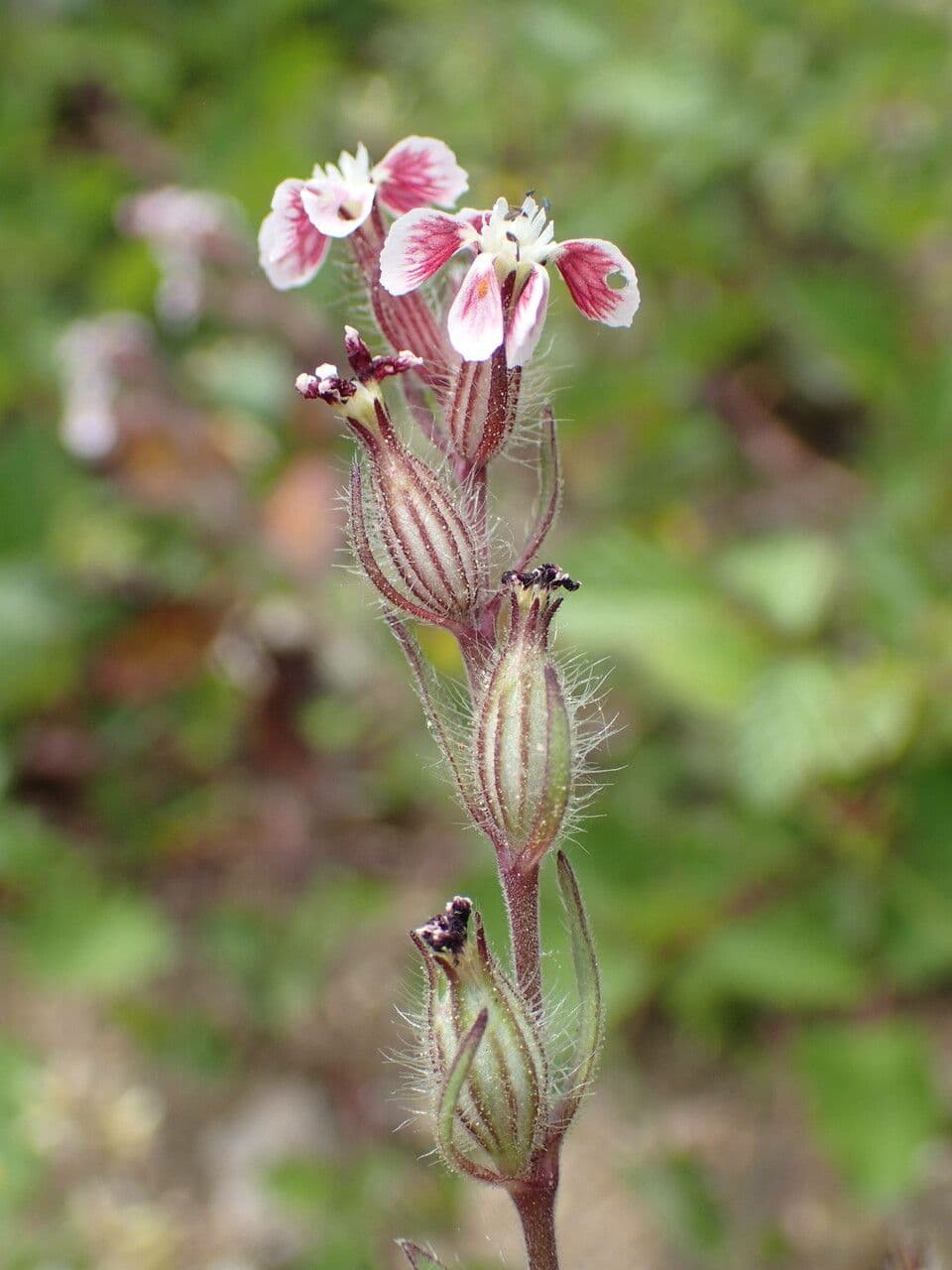 Silene gallica 2
