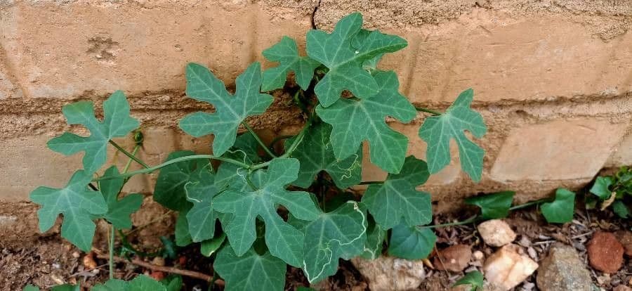 Melón escarlata 17