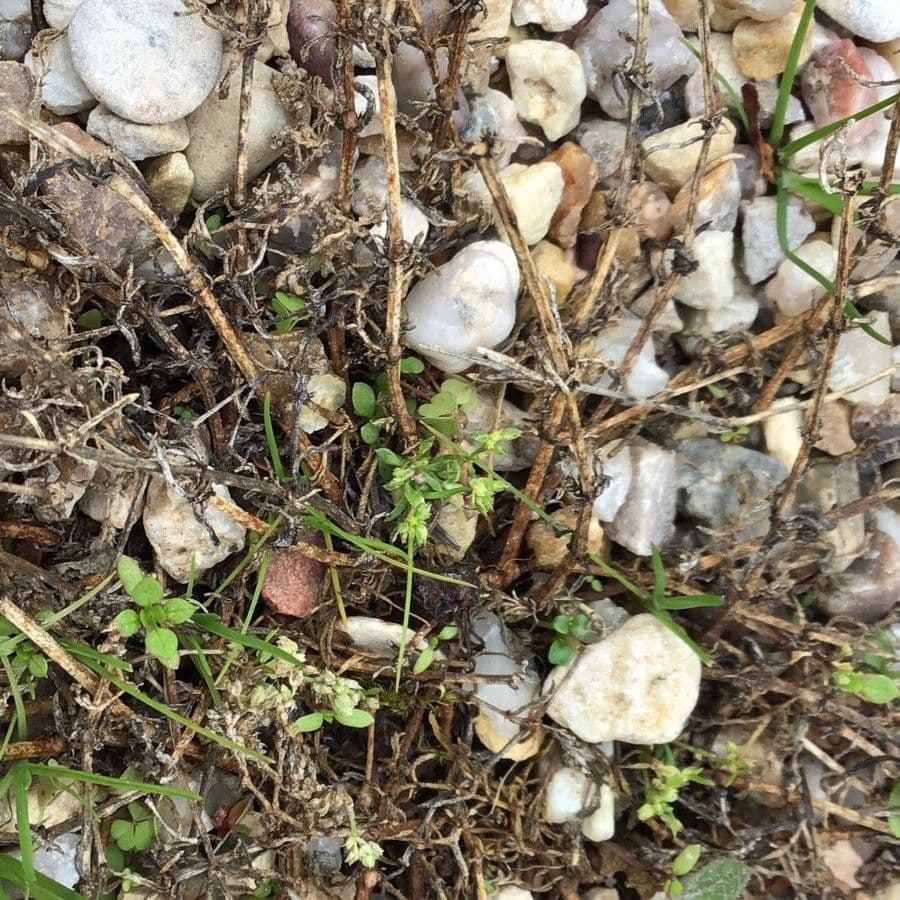 Ortegia hispanica 5