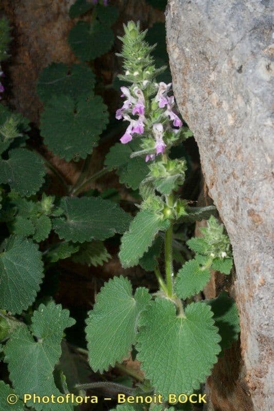Santoreggia sinuosa 12