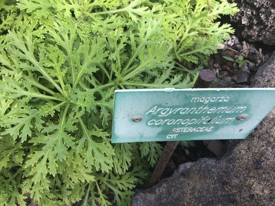 Argyranthemum 6