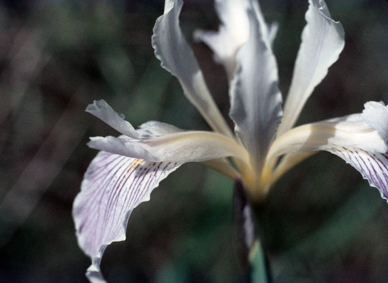 Iris 4
