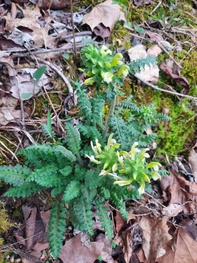 Pedicularis canadensis 17