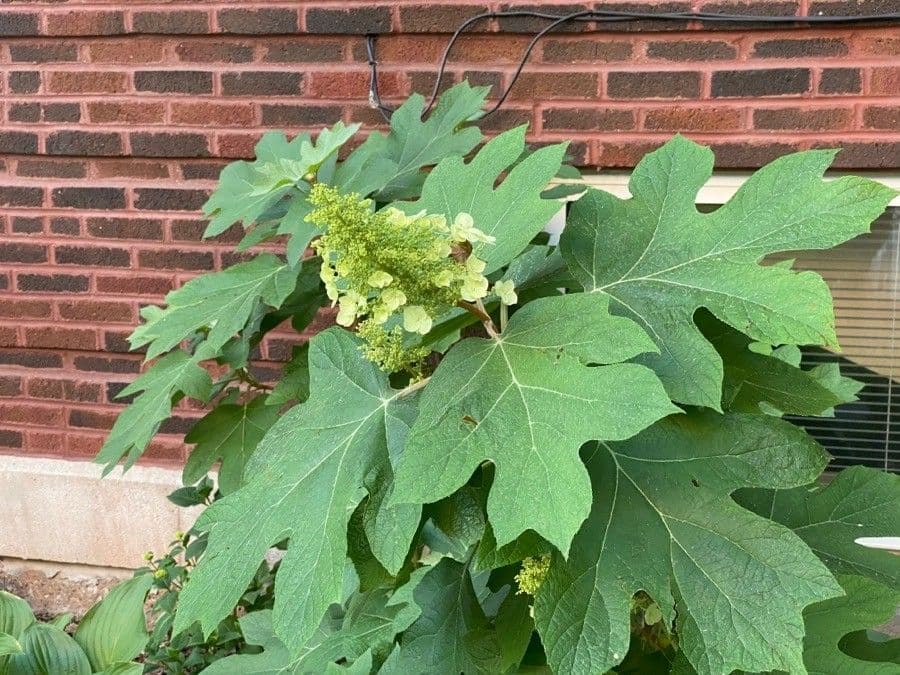 Hortenzie" 19