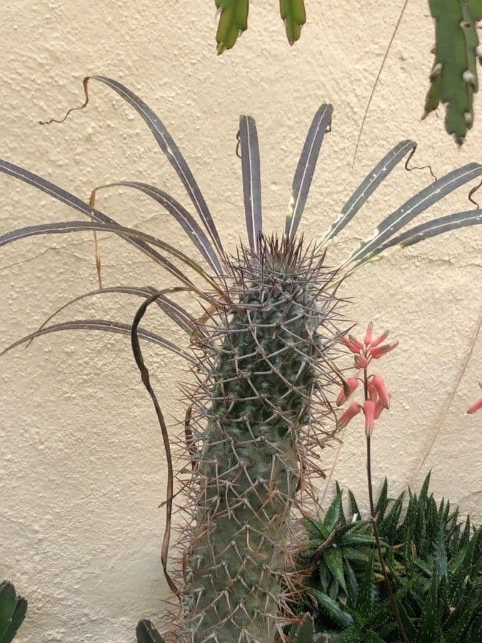 Pachypodium 6