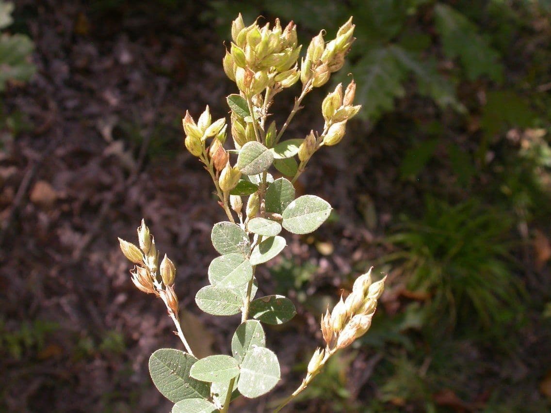 Lespedeza lysá 4