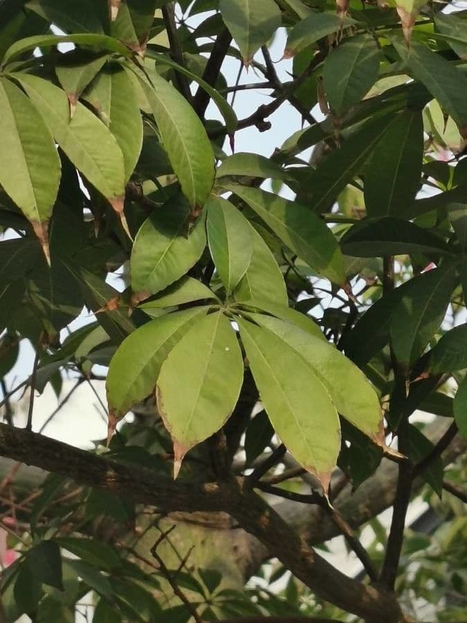 Ceiba speciosa 17