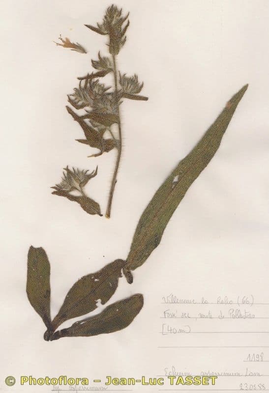 Echium asperrimum 26