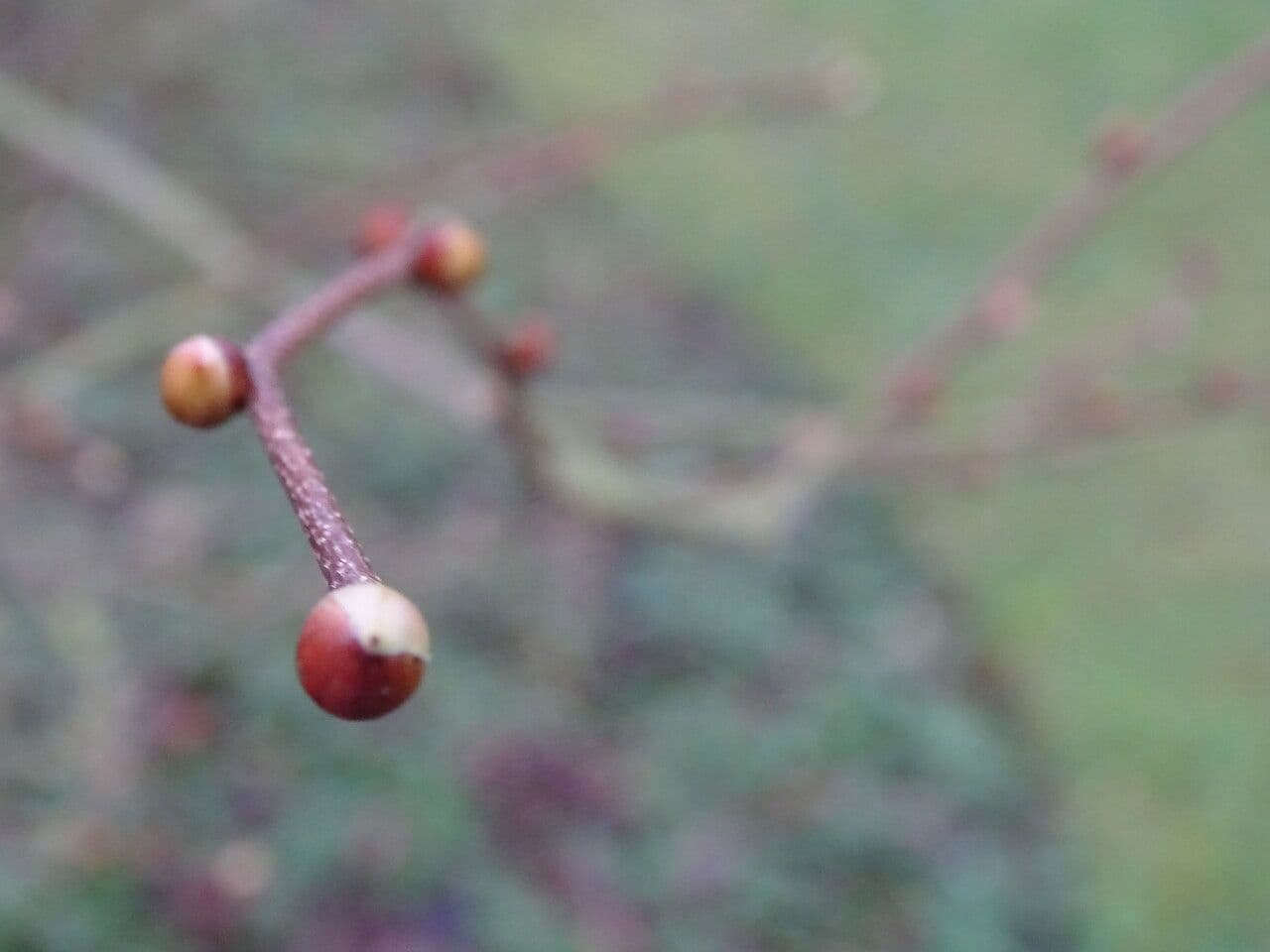 Winterhazel 2