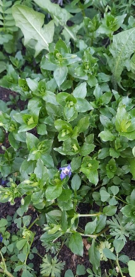 Pervinca maggiore 3
