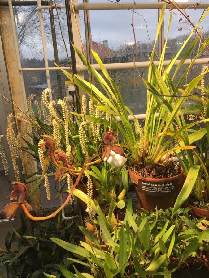 Cymbidium 9