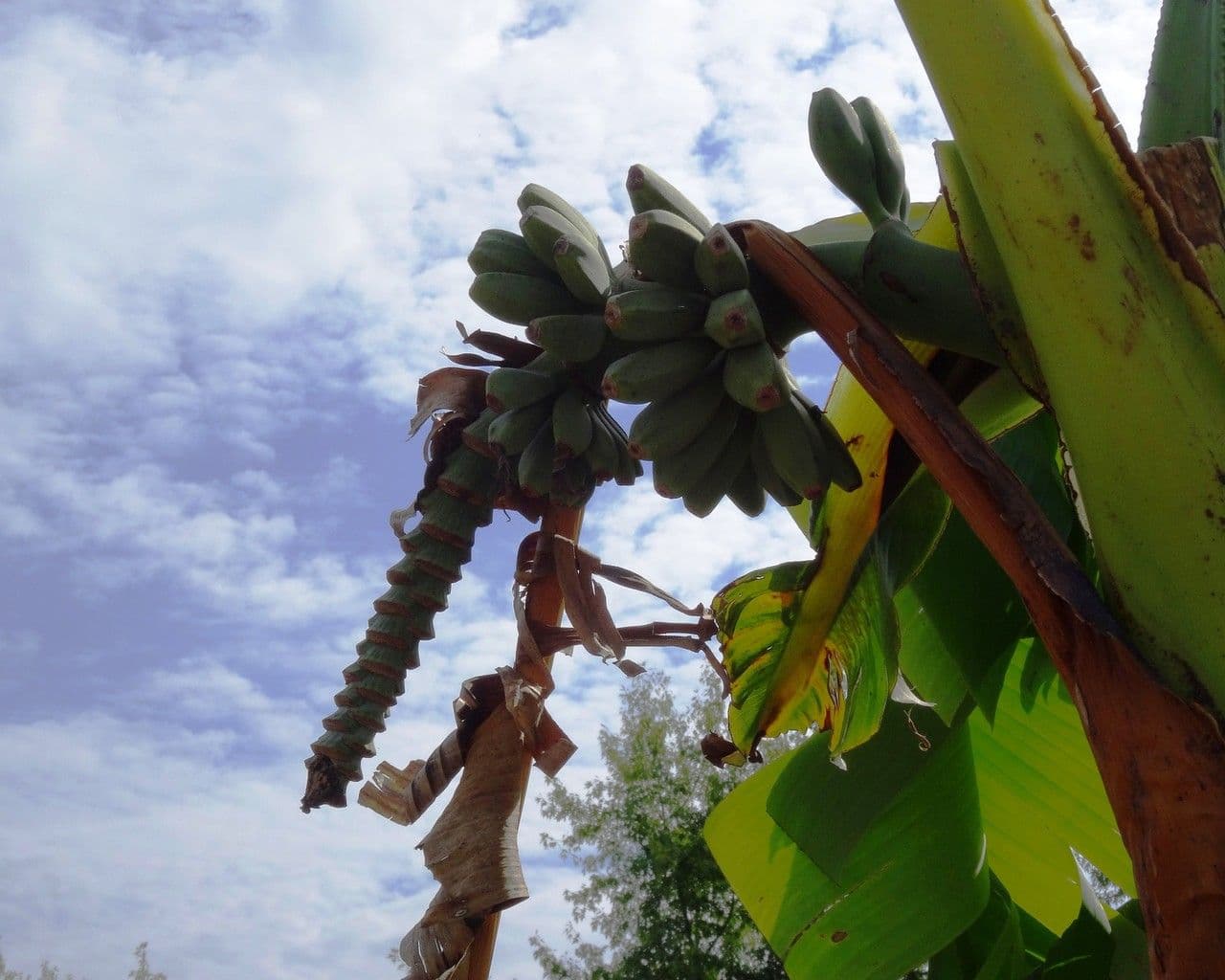 Plátano