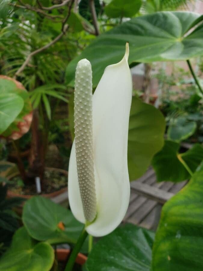 Anthurium