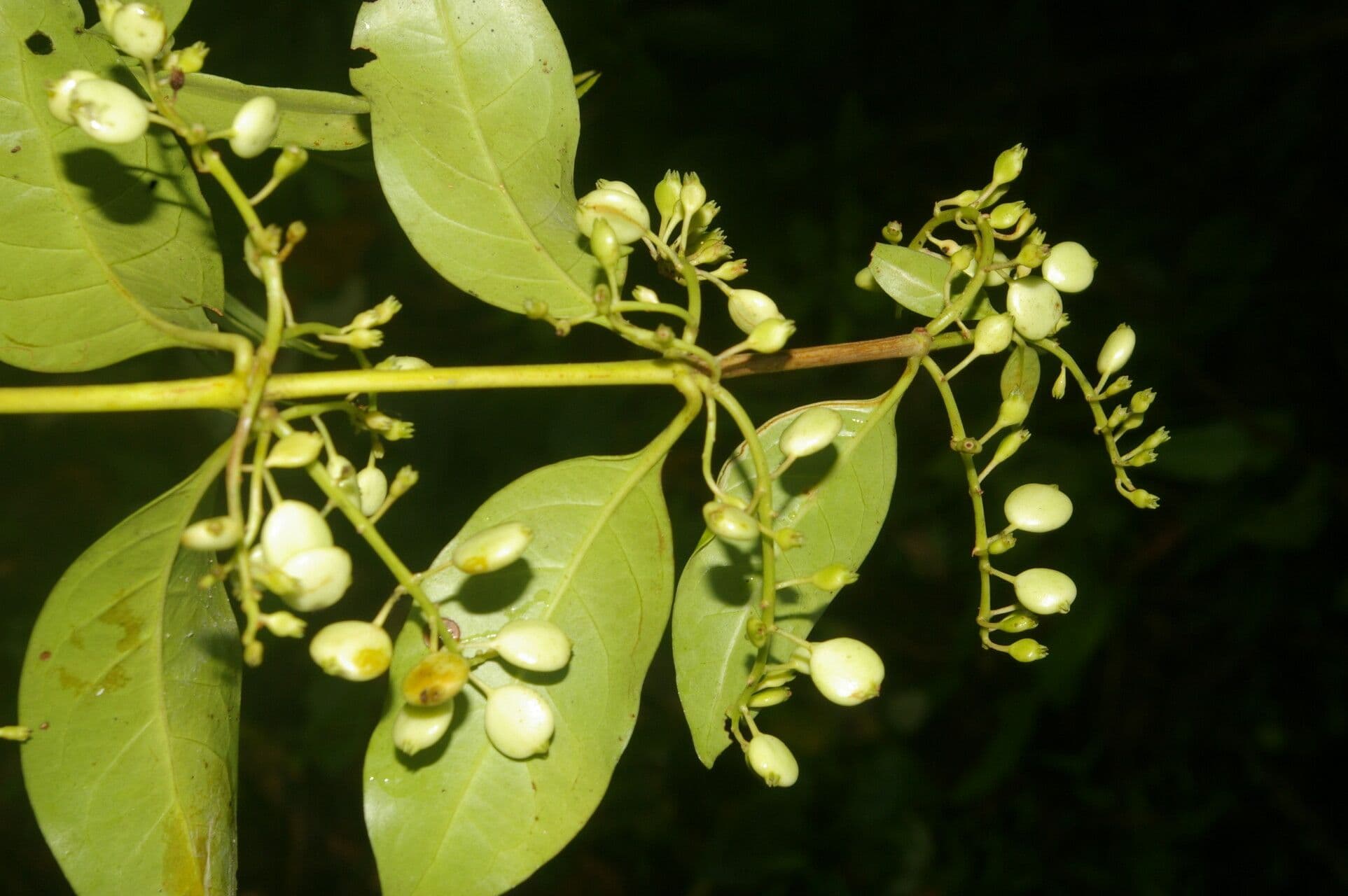 Chiococca 8